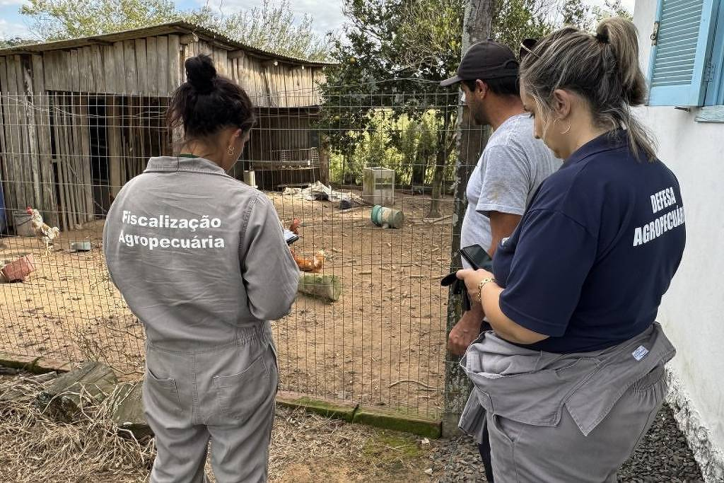 Preço do frango deve ceder com gripe aviária, mas impacto no IPCA será pequeno
