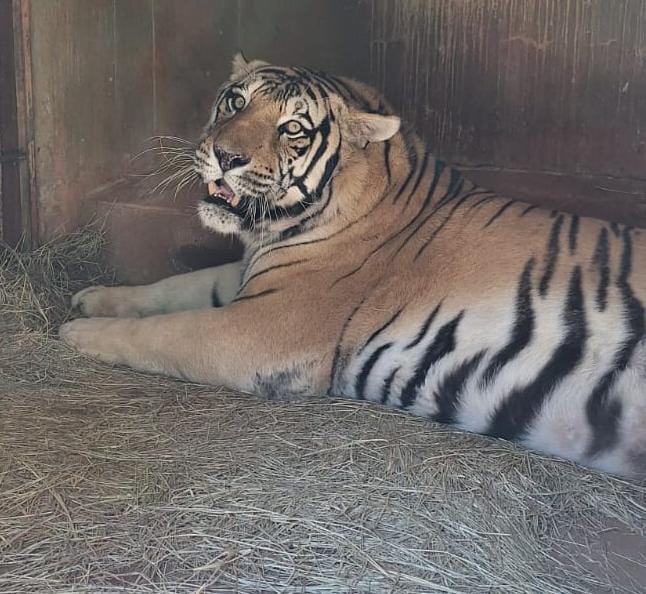 Zoológico de Goiânia investe em atividades de enriquecimento e bem-estar animal