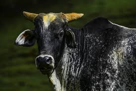 Brasil e Argentina disputam mercado milionário de 'ouro bovino' na China