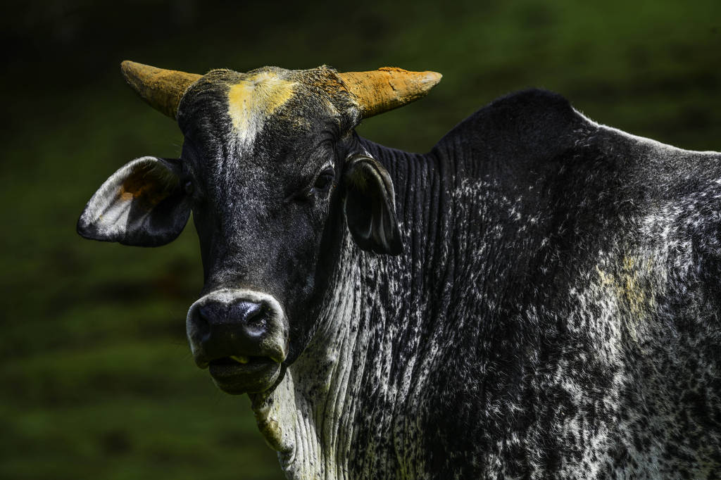 Brasil e Argentina disputam mercado milionário de 'ouro bovino' na China