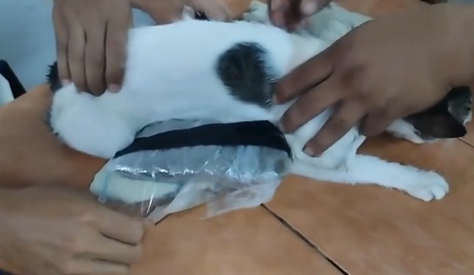O animal ganhou no Brasil o apelido de "Narcogato"