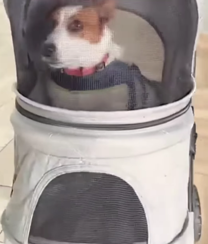 Com look de estrela, cão faz entrada de luxo em creche e encanta a internet