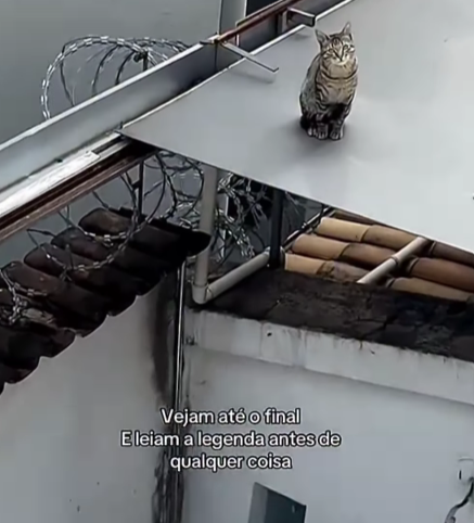 Momento de susto: gato Paçoca desequilibra do telhado e cai