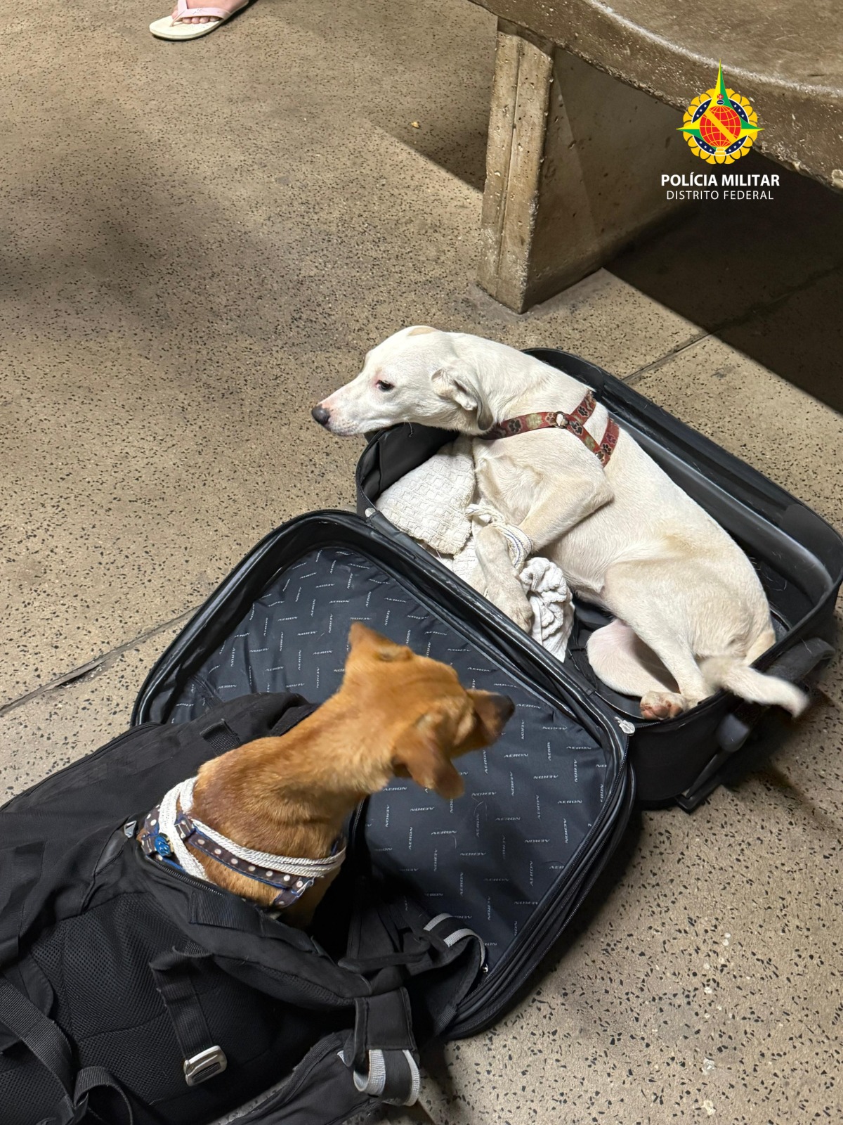 Casal é preso em flagrante com cães dentro de mala e patas amarradas