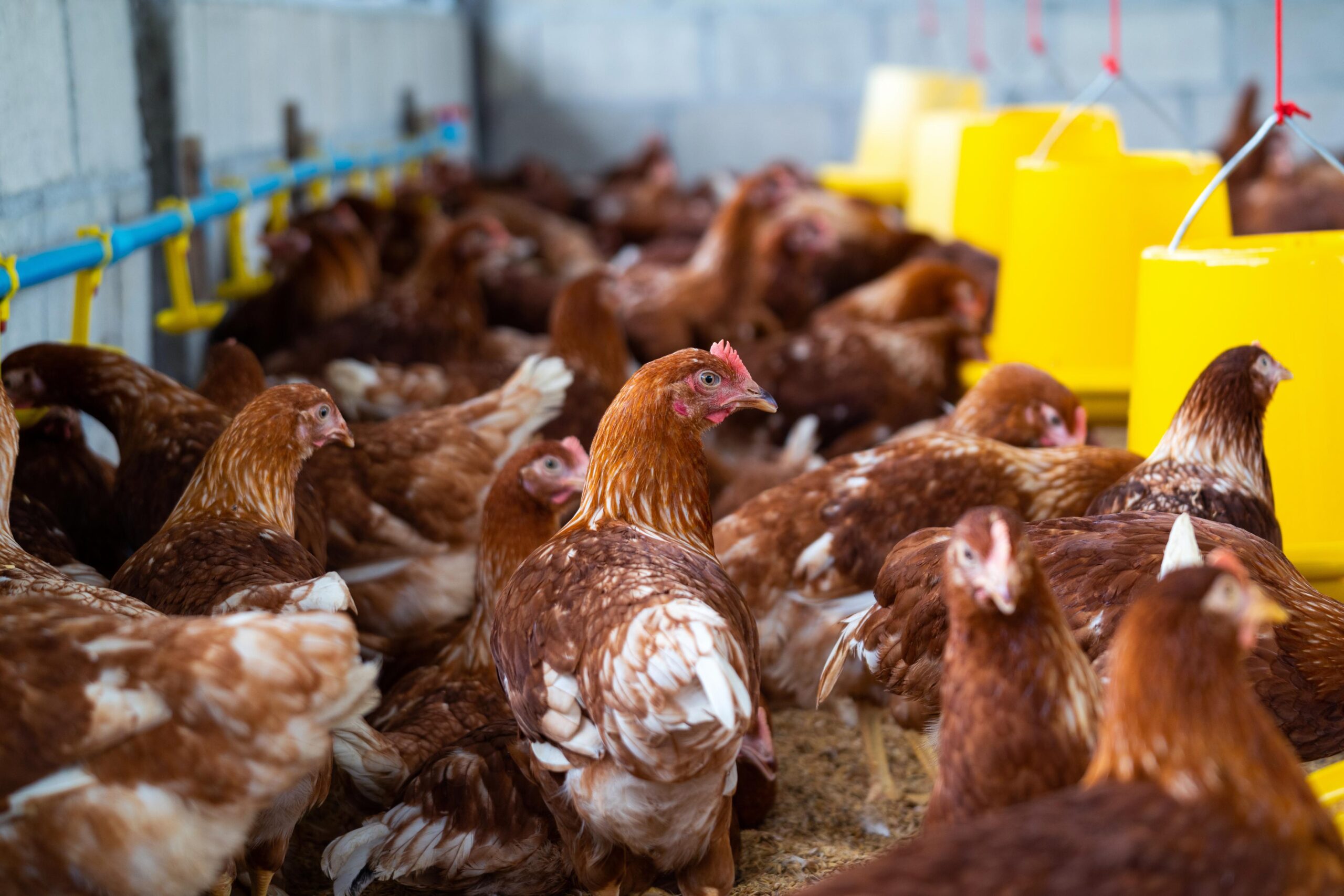 Exportações de frango seguem sob embargo após caso de gripe aviária no RS