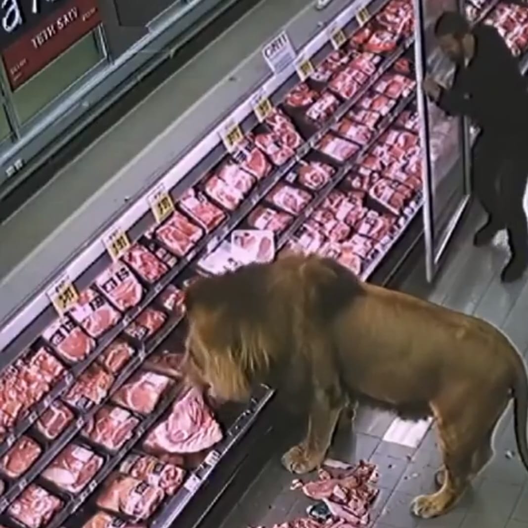 Leão entra em supermercado na África do Sul, surpreende clientes e vai direto à seção de carnes