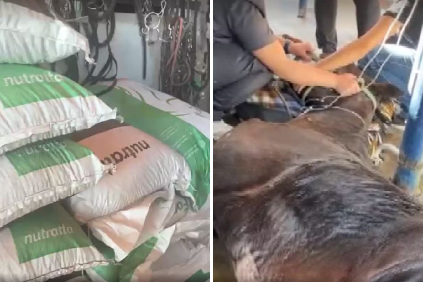 Mortes de cavalos acendem alerta sobre segurança da ração animal