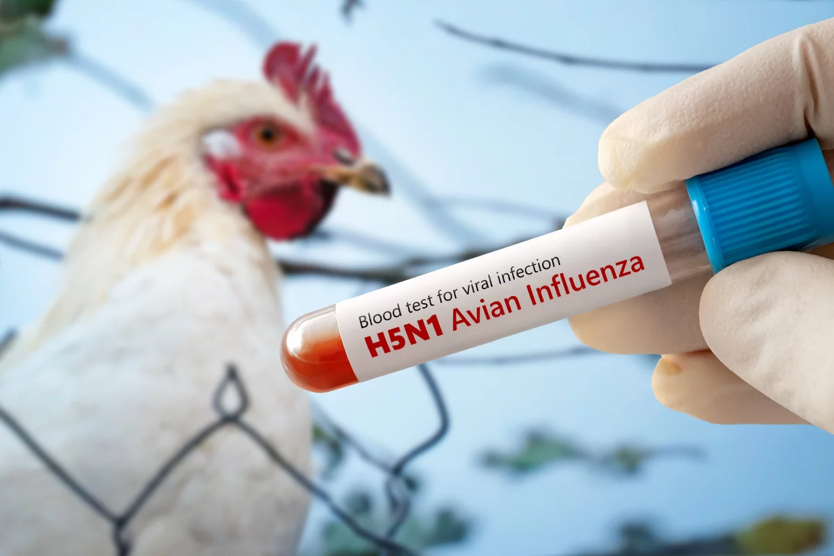 Contaminação de aves: novas suspeitas no Brasil
