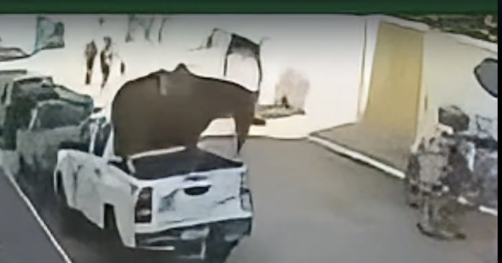 Cavalo se solta durante cavalgada, colide com carro e vai parar em carga de caminhonete em avenida movimentada