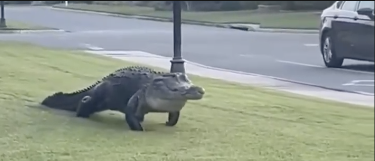 Jacaré gigante 'passeia' por jardim residencial na Flórida e vira sensação