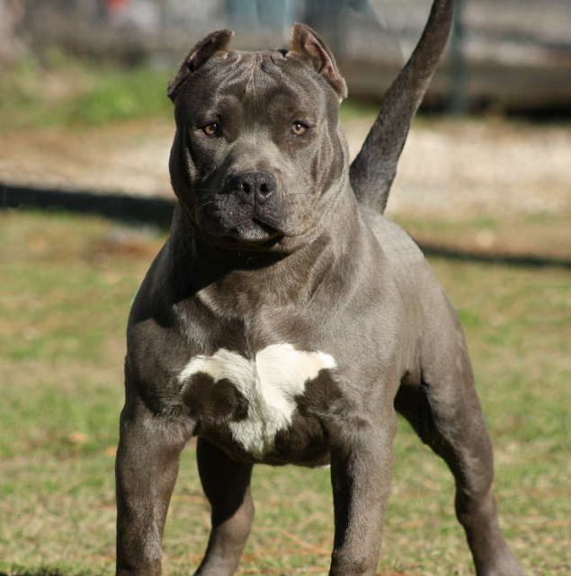 Tragédia em Itumbiara: criança de três anos é morta por cachorro da raça pit bull