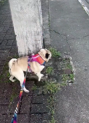 Doguinho faz 'xixi acrobático' em passeio e encanta a internet com seu estilo