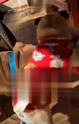 Vídeo de pitbull "maduro" viraliza após impedir briga entre pugs