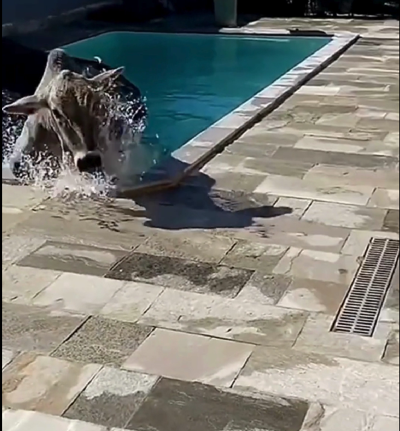 Vaca é flagrada ao se refrescar em piscina de residência e vira sucesso nas redes