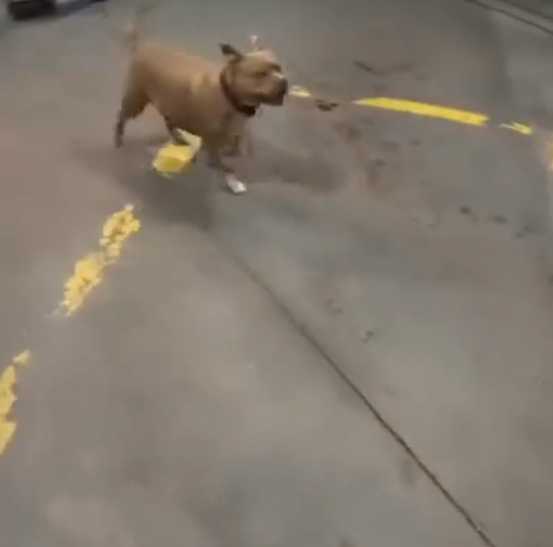 Ataque surpresa: pitbull avança contra motoqueiro em posto de combustível