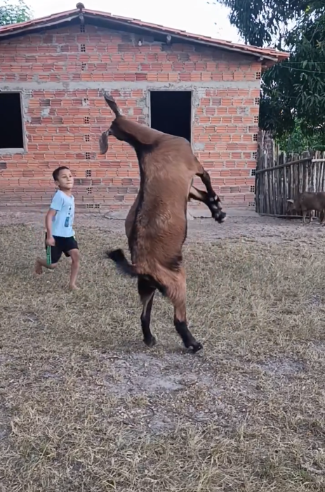 Cena de menino e bode no Sertão emociona a internet com simplicidade e afeição