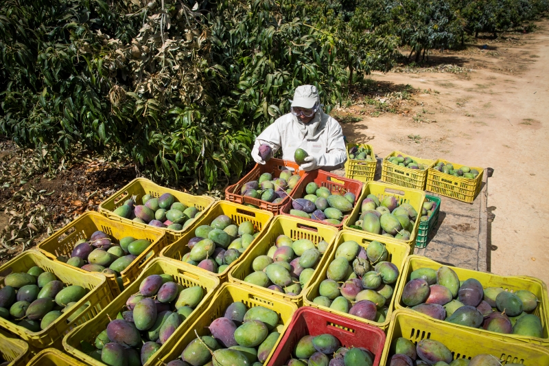 Tarifas de Trump atingem 77 mil toneladas de frutas do Brasil