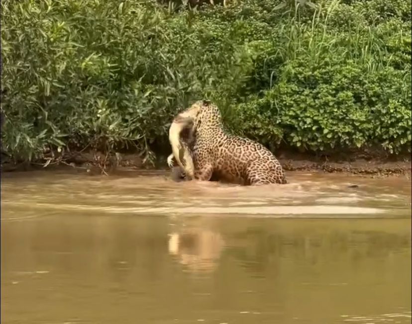 Com habilidade para nadar e caçar em ambientes aquáticos, ele enfrenta presas como crocodilos, algo que poucos animais conseguem