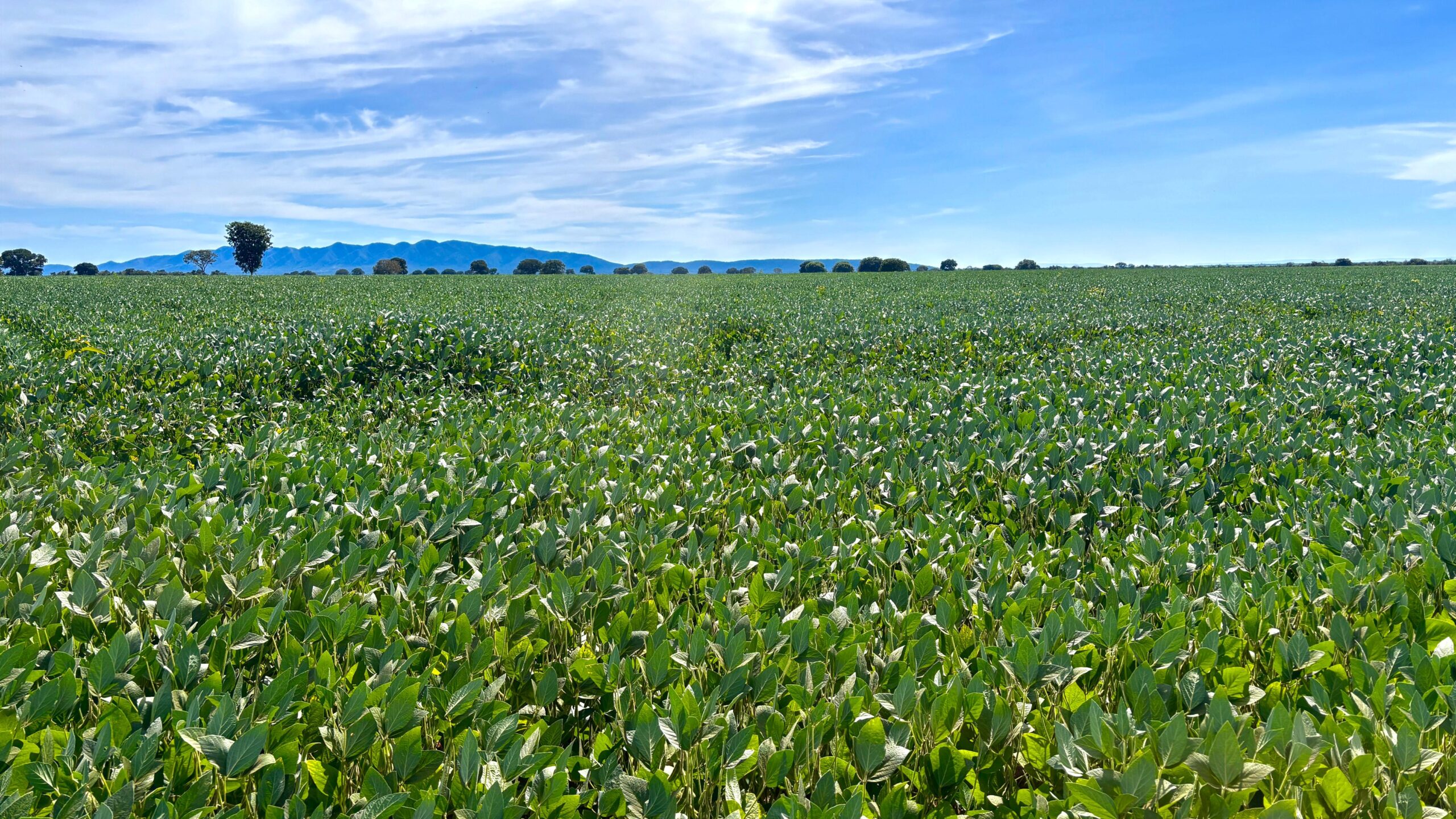Goiás aumenta produção de grãos em 17% e alcança 35,4 milhões de toneladas na safra 2024/2025