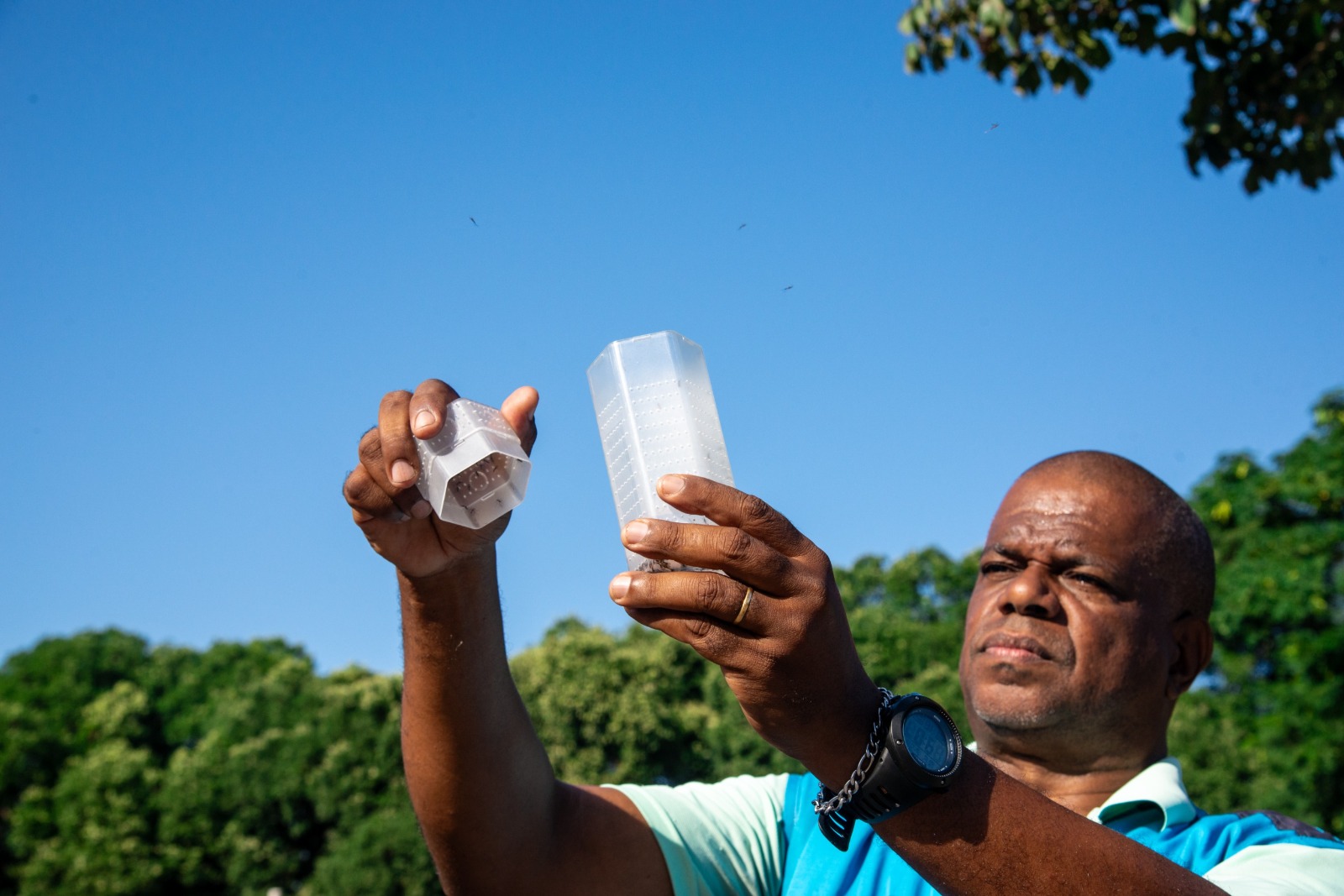 Governo de Goiás acompanha estratégia que solta mosquitos com bactéria para conter a dengue
