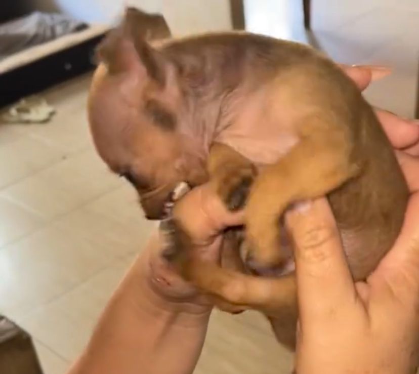 A reação do pequeno cão conquistou a simpatia do público. O vídeo mostra um comportamento corajoso e temperamental