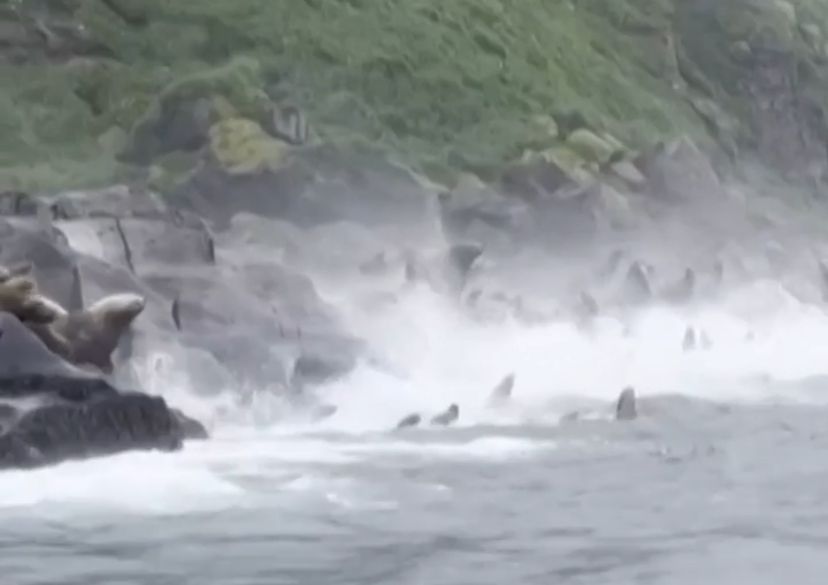Tremores assustam leões-marinhos e causam quedas de rochas em ilha russa