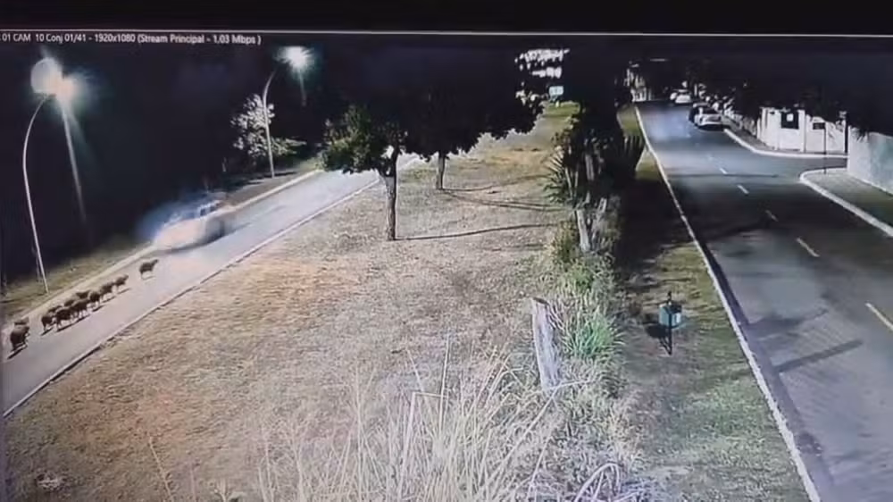 Câmeras de segurança mostram o momento em que o carro atinge os animais em fila