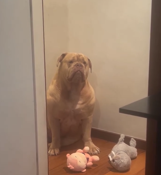 Home office e pets: cão espera dona terminar trabalho e vira sucesso nas redes