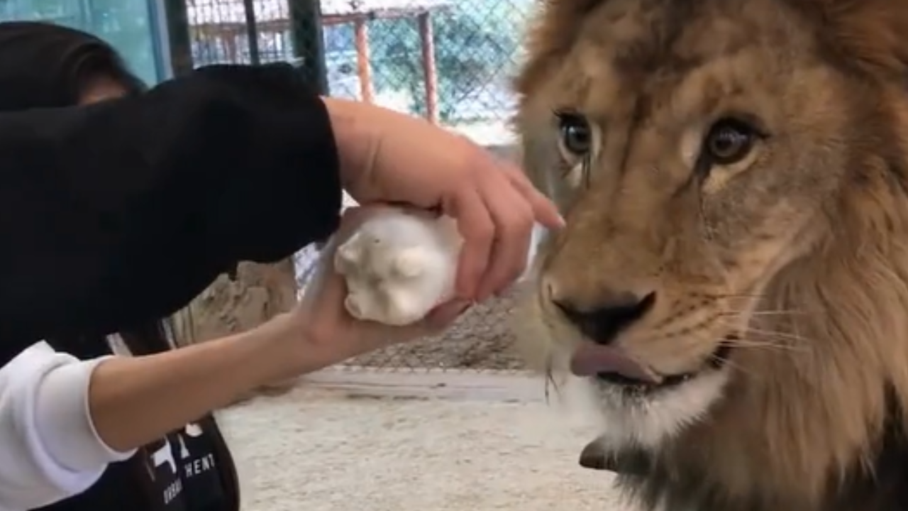 Vídeo de leão alimentado com carne e leite levanta suspeitas sobre bem-estar animal