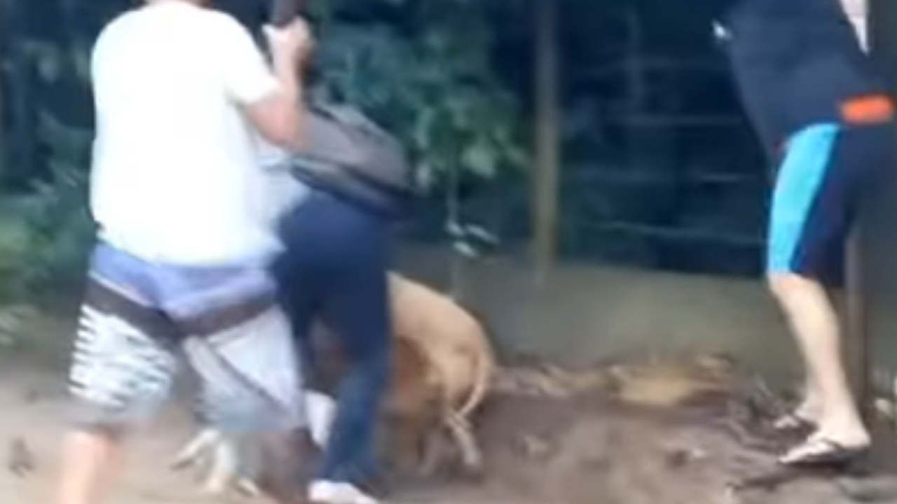 Ataque violento de cães coloca moradores em alerta na Bahia