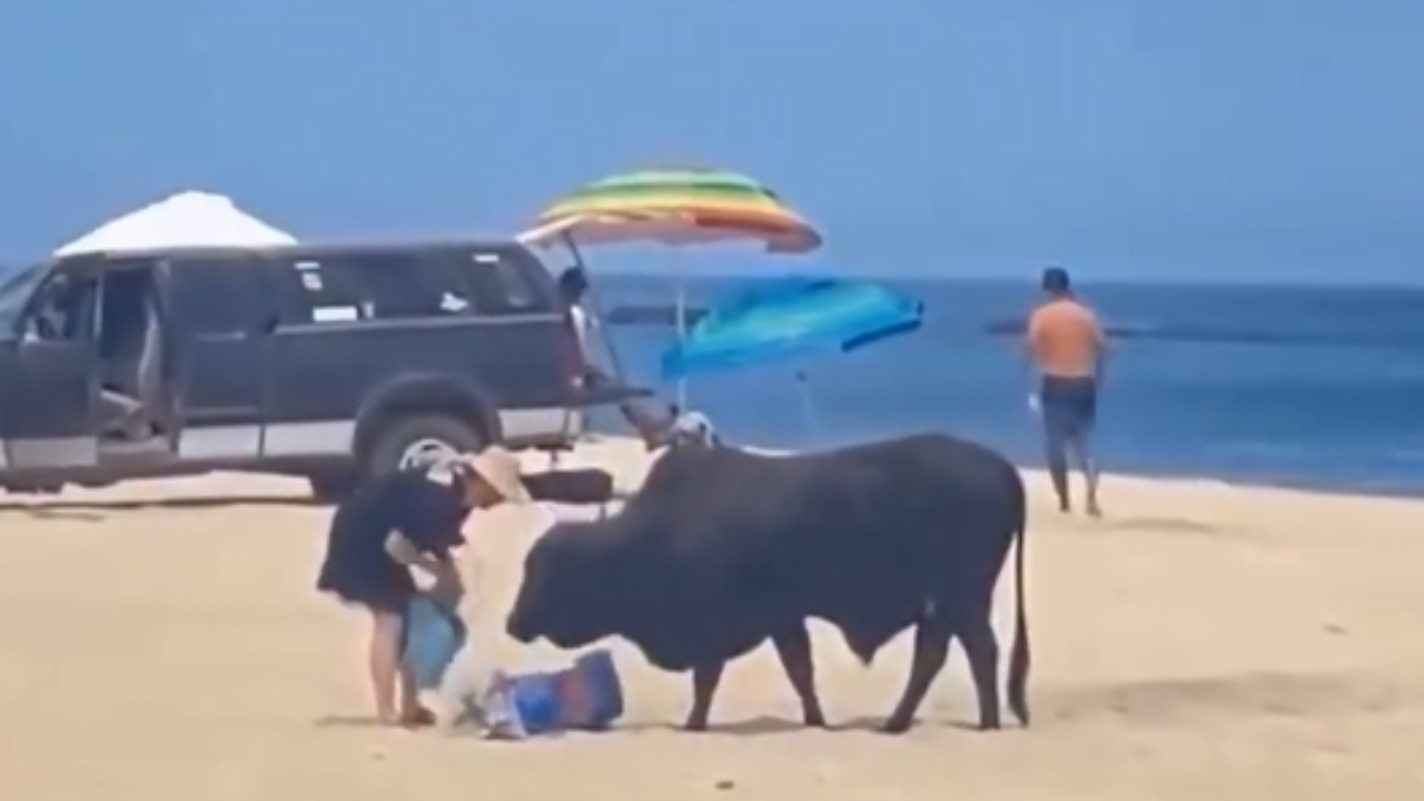 Ao perceber que o animal se aproximava de seus objetos pessoais, a mulher tentou resgatá-los antes que fossem destruídos
