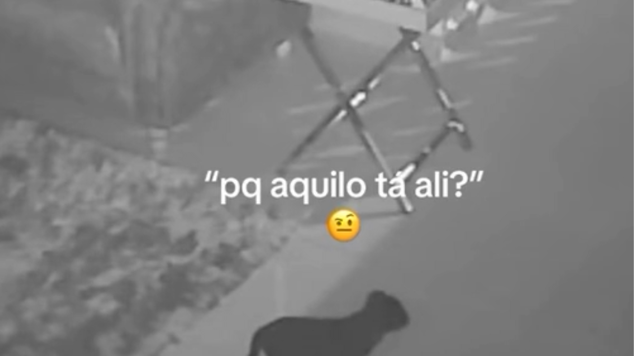 Cachorro surpreende ao “surfar” obstáculo em escada dentro de casa