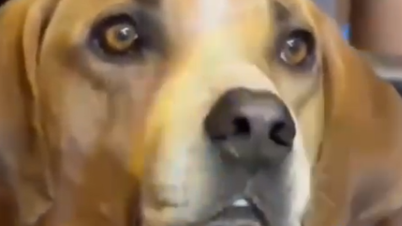 Cachorro em situação de rua encontra lar após assistir show de João Bosco &amp; Vinícius