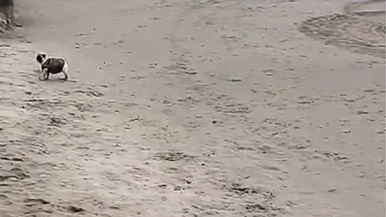 "Volta, Claudia": cachorrinha vira sucesso na web após ignorar dona na praia