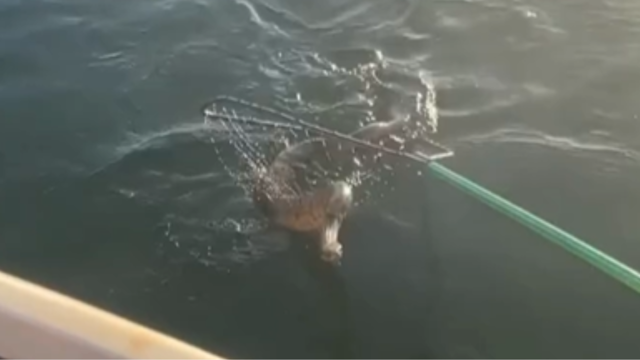 Pescador retira jiboia de represa e vira exemplo de respeito ambiental