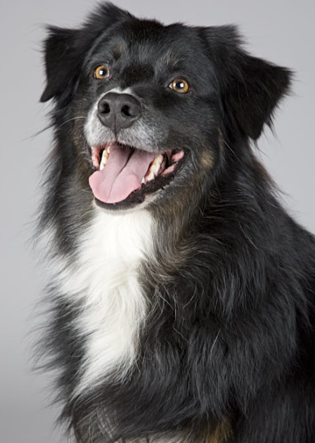 Pílula com sabor carne é testada e vira expectativa de longevidade canina