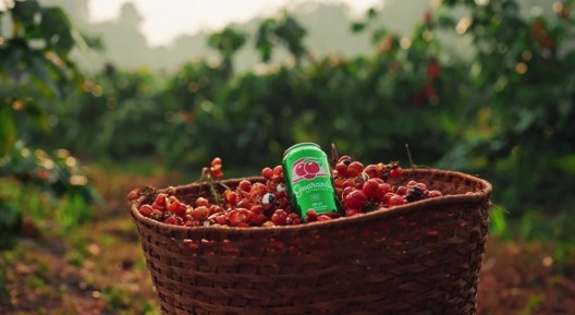 Ambev e Guaraná Antarctica planejam produzir e doar o recorde de 100 mil mudas