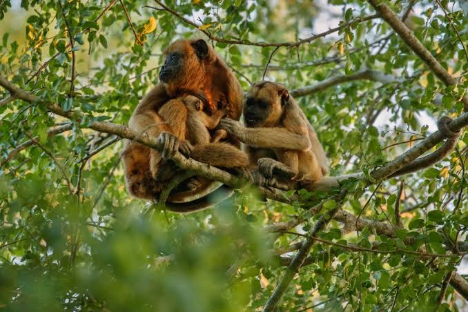 Alerta epidemiológico: Goiás confirma febre amarela em macaco