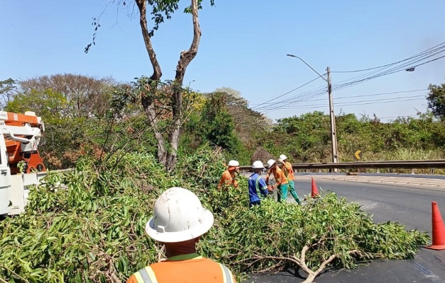 Prefeitura de Goiânia intensifica poda preventiva de jamelões em período chuvoso