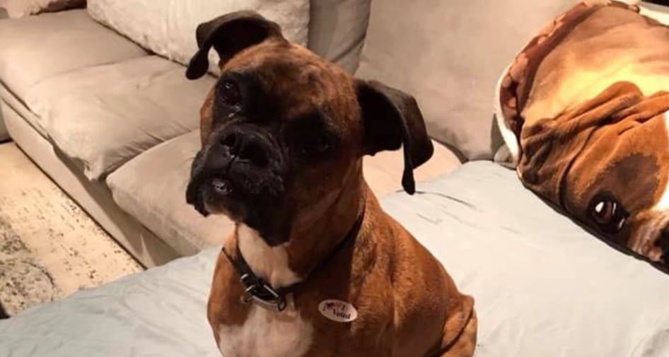 Mulher vota com nome de cachorra em eleição nos EUA e enfrenta até 6 anos de prisão