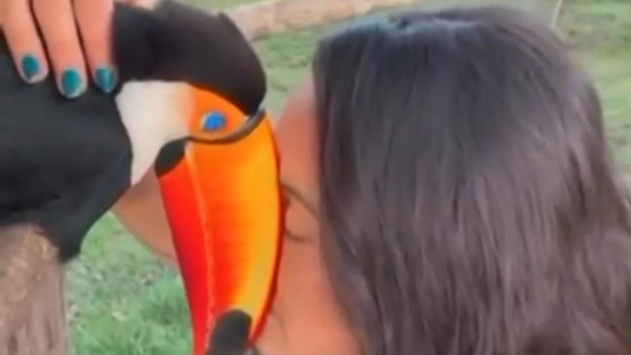 Tucano reencontra protetores após um ano em liberdade