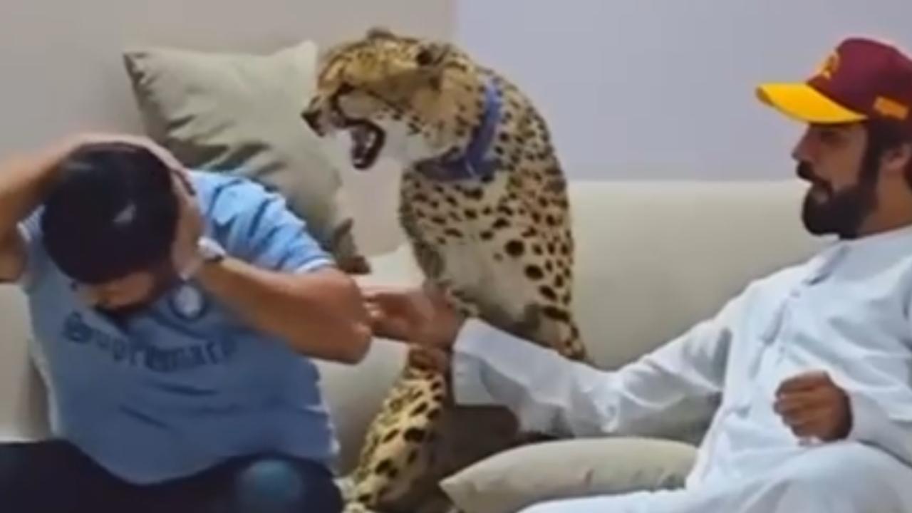 Influenciador é atacado por guepardo mantido como animal de estimação