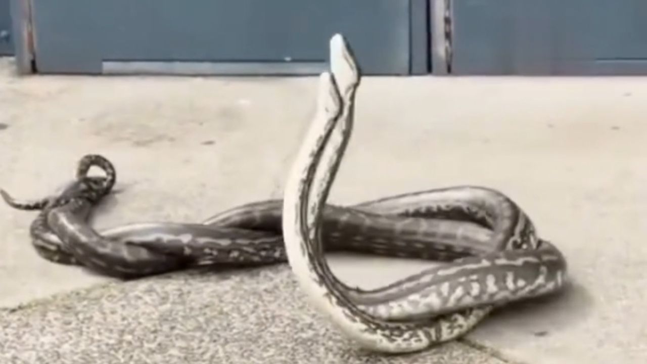 Vídeo: Duas pítons travam luta espetacular em telhado na Austrália; assista