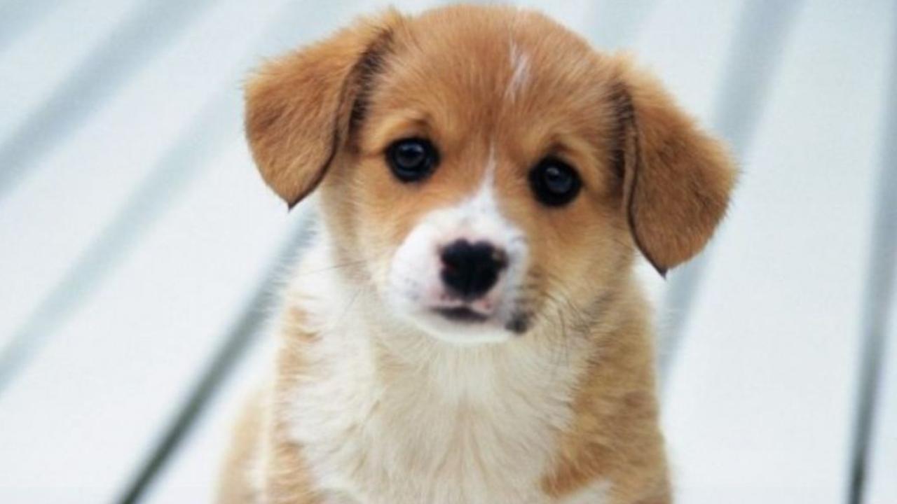 Feira de adoção animal ocorre neste sábado (20/09) no Shopping Passeio das Águas