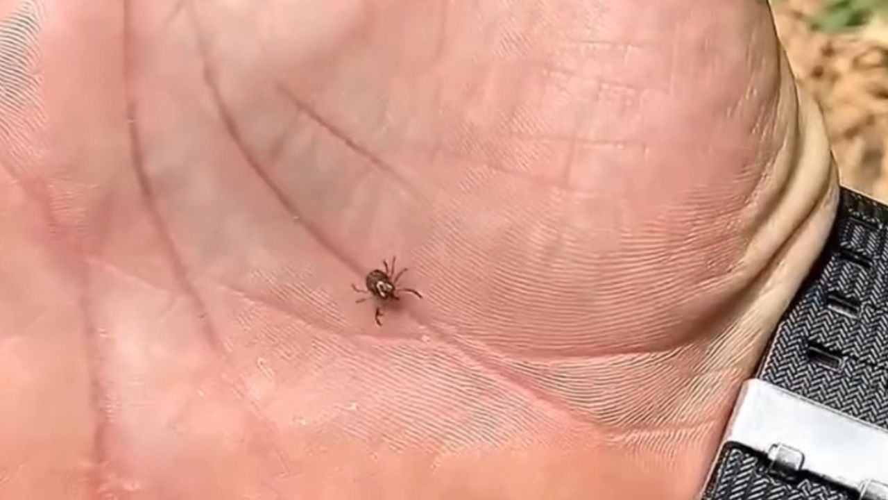 Vídeo: Biólogo sofre infestação por Carrapatos-Pólvora durante trabalho ambiental