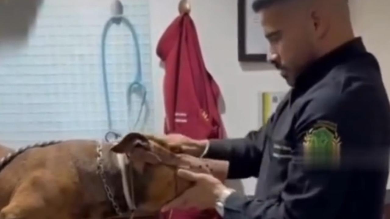 Vídeo: Veterinário acalma pitbull agressivo com abraço em cena viral