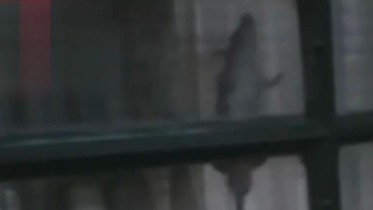 Vídeo: Roedores invadem apartamento de idosa e colocam condomínio em alerta