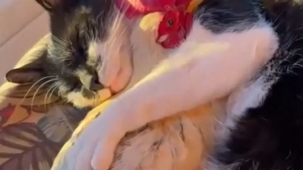 Amizade inusitada: galo e gato protagonizam cena de carinho