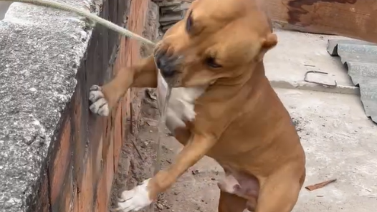 Pitbull assume função de ajudante de pedreiro e arranca risadas na internet