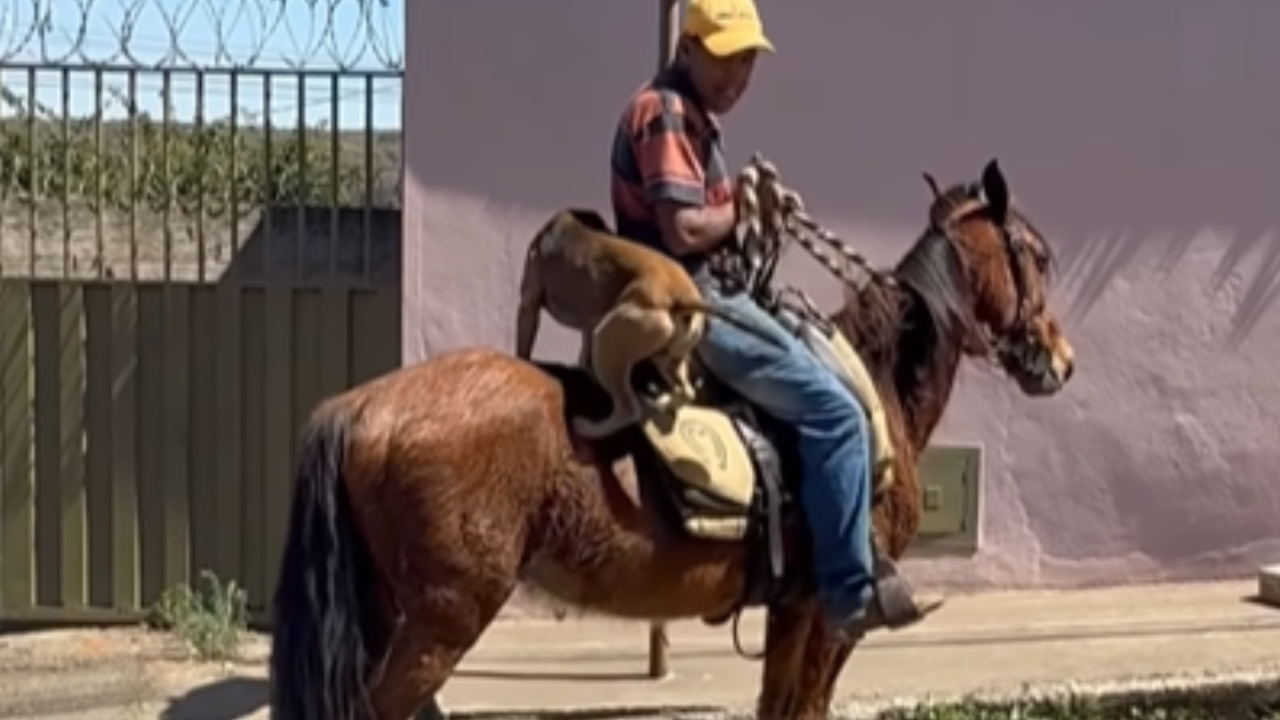 Cão surpreende moradores ao montar cavalo sozinho em Minas